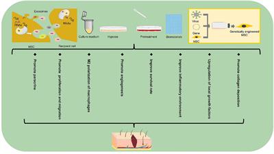 Stem Cell-Based Therapy for Diabetic Foot Ulcers